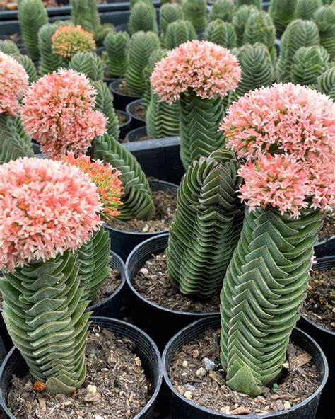 Crassula Buddha’s Temple en interior