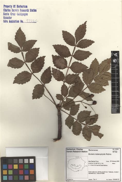 mapeo de distribución Bursera graveolens norte Peru