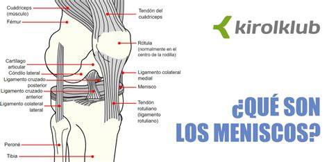 anatomia y función de los meniscos