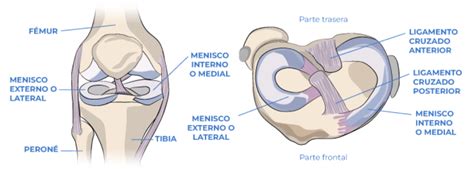 absorción de impactos por meniscos