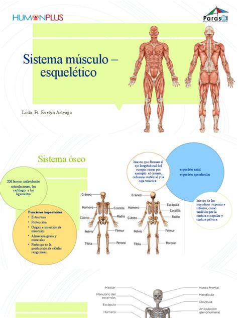 esquema de sistema esquelético y musculatura en yoga