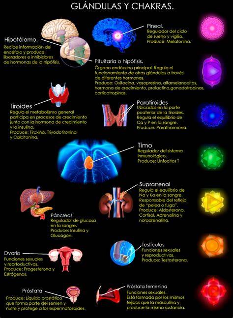 infografía chakras y glándulas