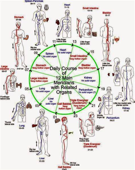 Diagrama de los meridianos y movimientos de Qi Gong