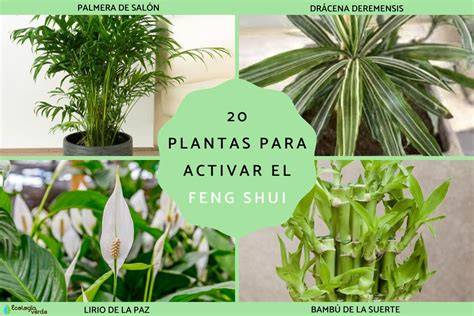 plantas feng shui beneficios