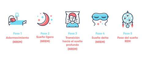 Infografía sobre fases del sueño REM y no REM