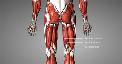 infografía anatomía piriforme y isquiotibiales