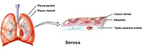 Membranas serosas y mucosas: estructura y función