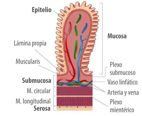 mucosa epitelial y lámina propia