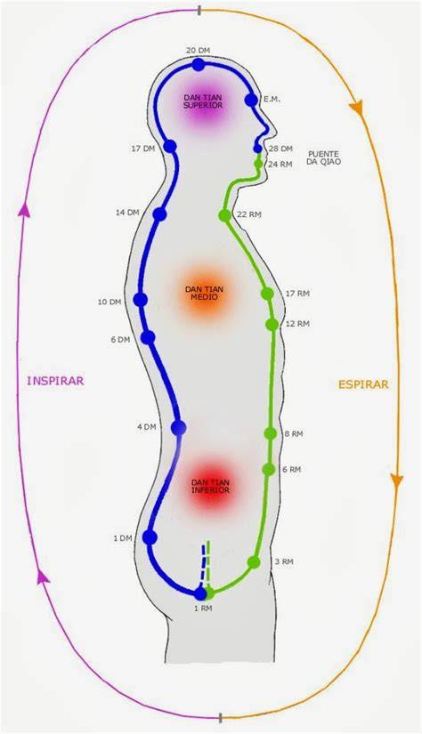 infografía del flujo de Qi y meridianos