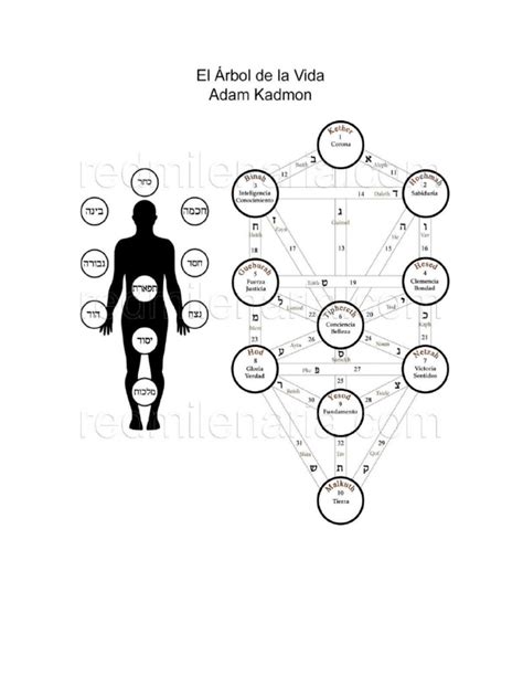 árbol de la vida y Adam Kadmon