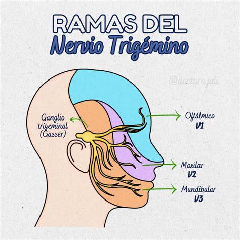 infografía anatomía ramas trigémino V1-V3