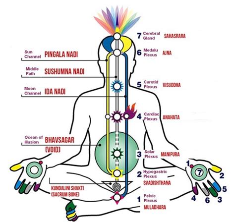 ilustracion chakras y kundalini