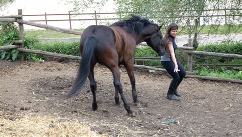relazione tra corpo e cavallo