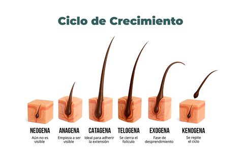 Infografía: ciclo de crecimiento capilar y estrés