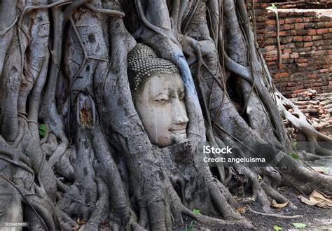 Cabeza de Buda entre raíces en Wat Mahathat