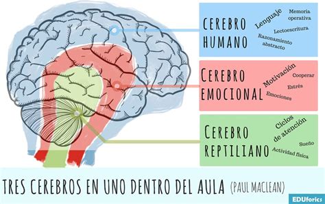 infografía: tres cerebros y autoconciencia