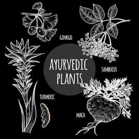 información visual sobre similitudes entre plantas ayurvédicas y chinas