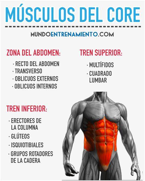 ilustración de músculos del core en yoga