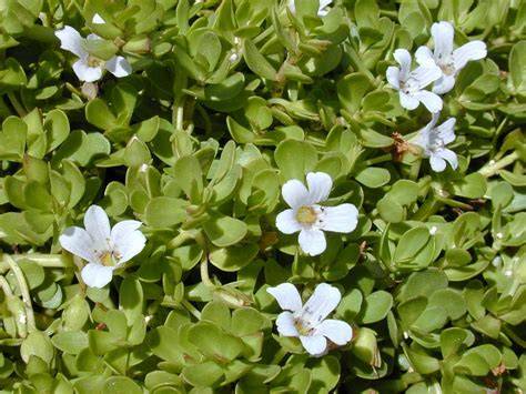 presentacion visual de Bacopa Monnieri y hábitat