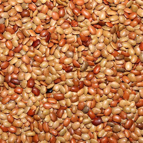 ilustracion de horse gram beneficios