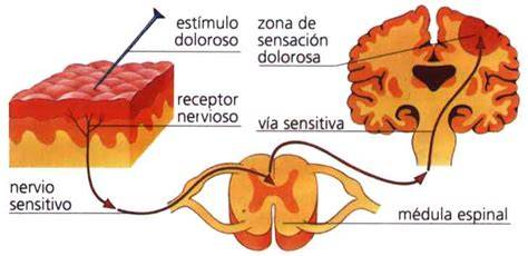 diagrama de mecanismos de dolor en ansiedad