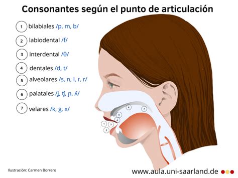 diagrama de puntos palatales y spot linguale